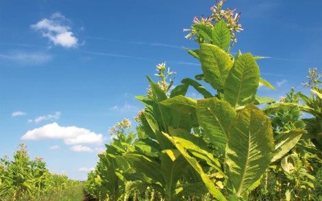 tobaksplanter-900x563